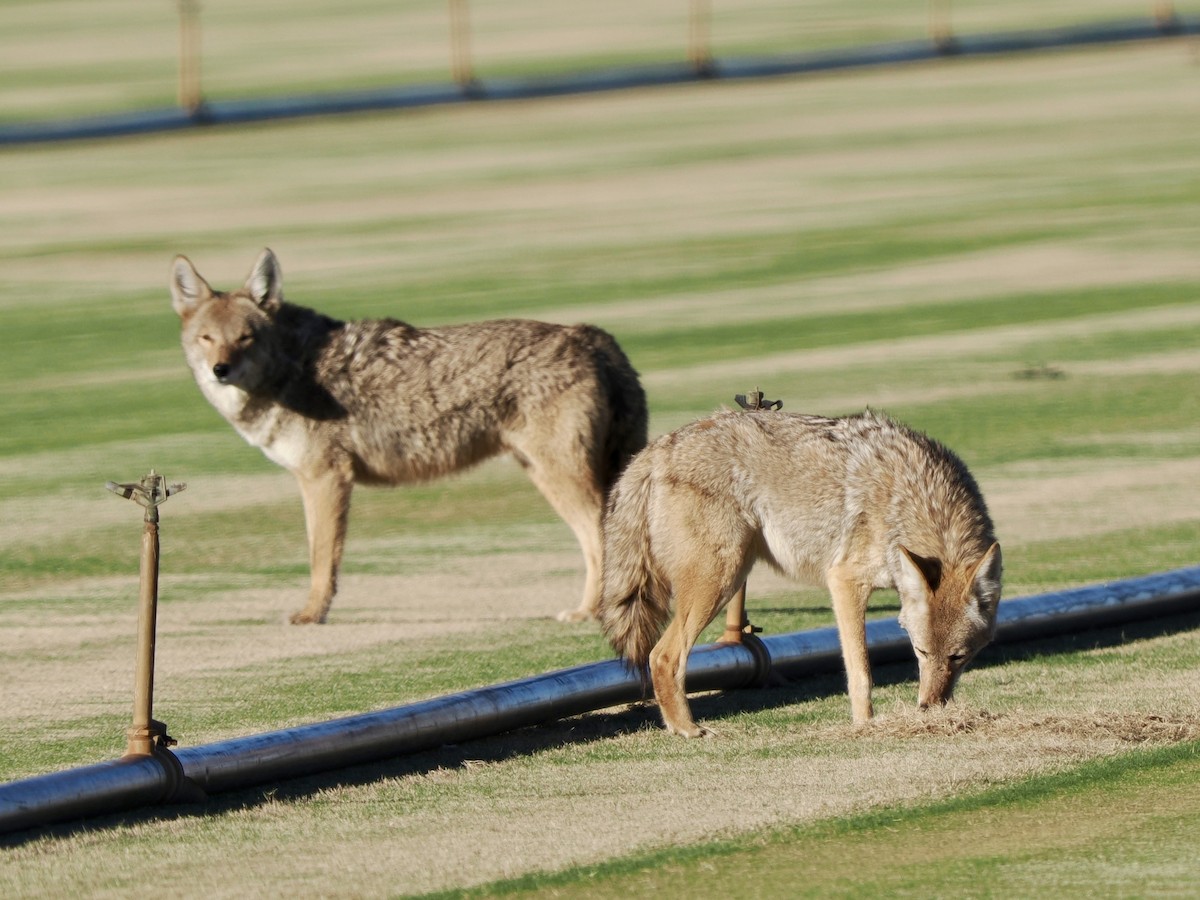 Kojote - ML648698193