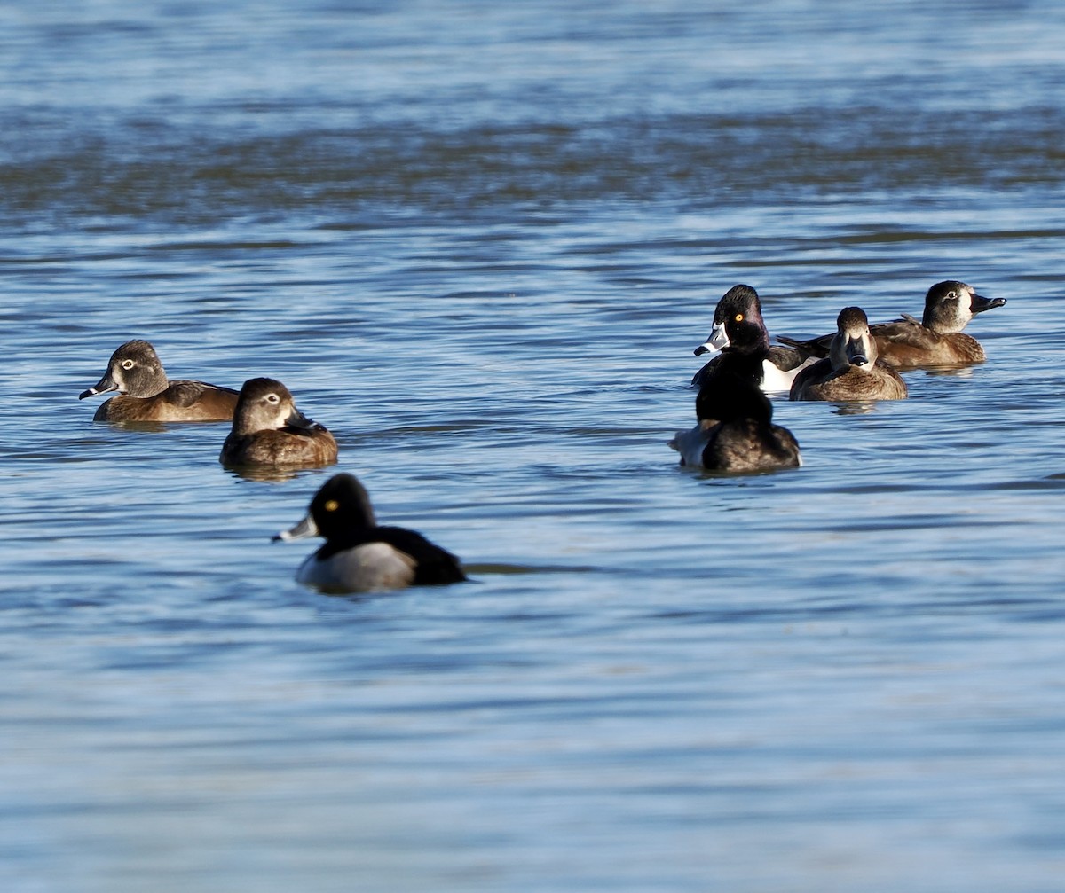 Ringschnabelente - ML648698322