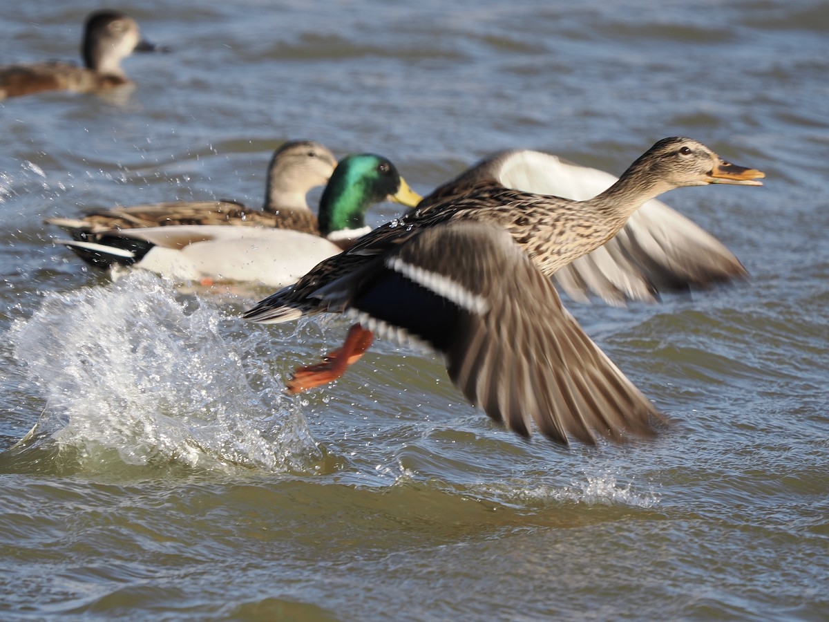 Stockente - ML648698331