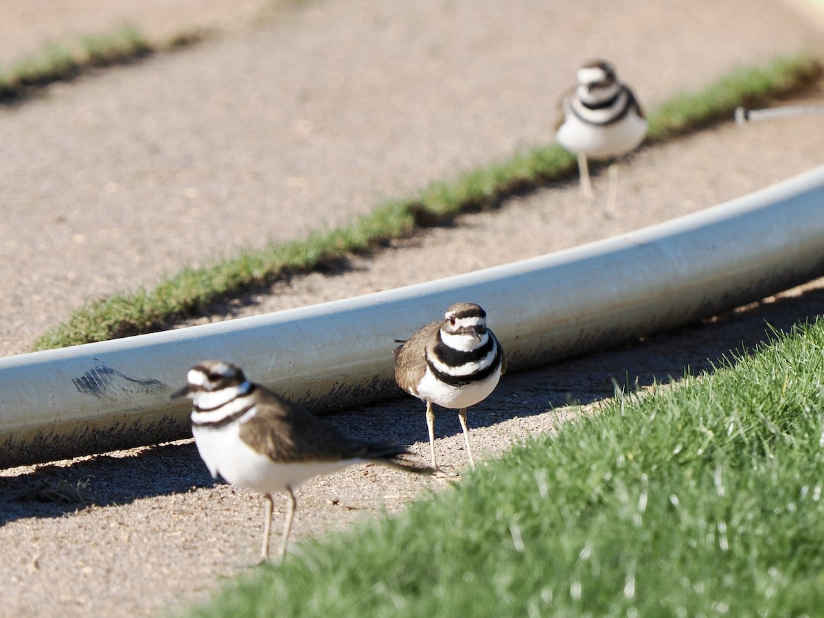 Keilschwanz-Regenpfeifer - ML648698344