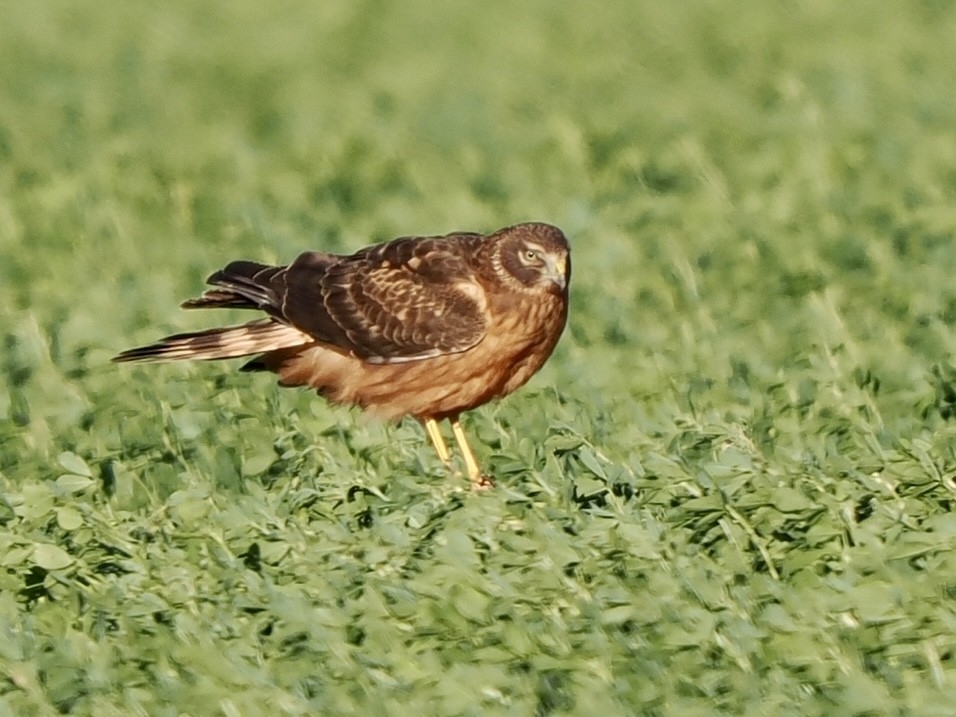 Hudsonweihe - ML648698375