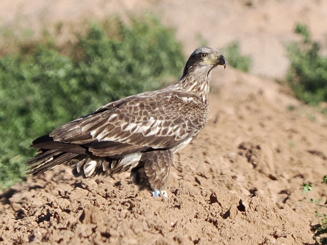 Weißkopf-Seeadler - ML648698386