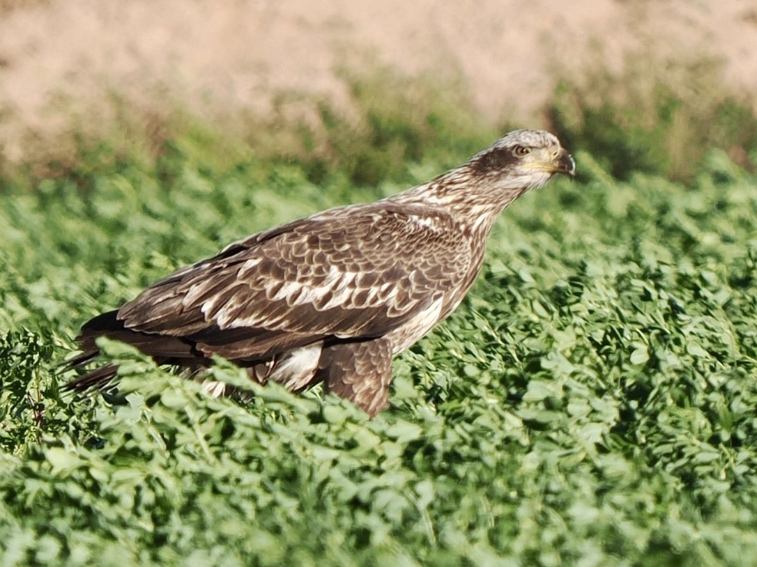 Weißkopf-Seeadler - ML648698387