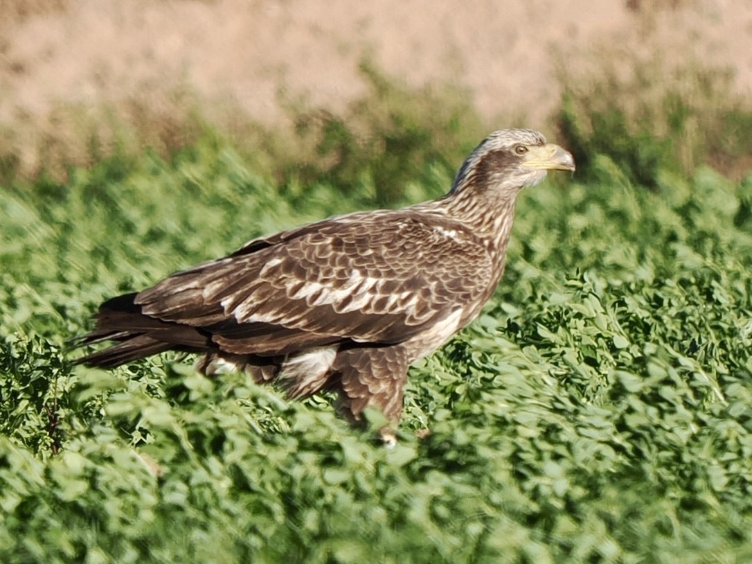 Weißkopf-Seeadler - ML648698388