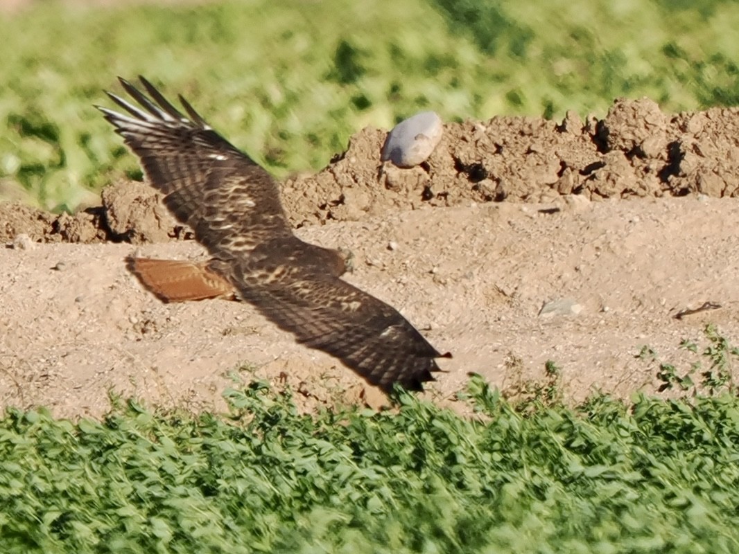 Rotschwanzbussard - ML648698397