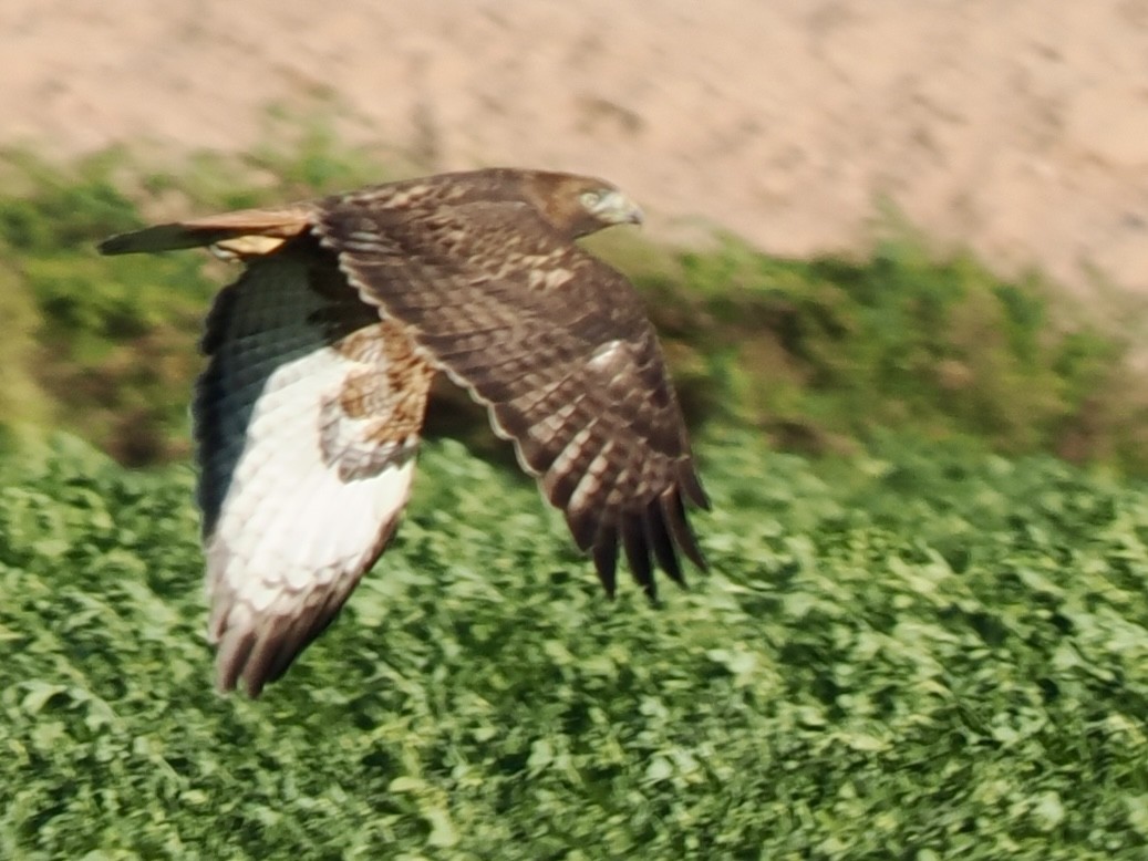 Rotschwanzbussard - ML648698398