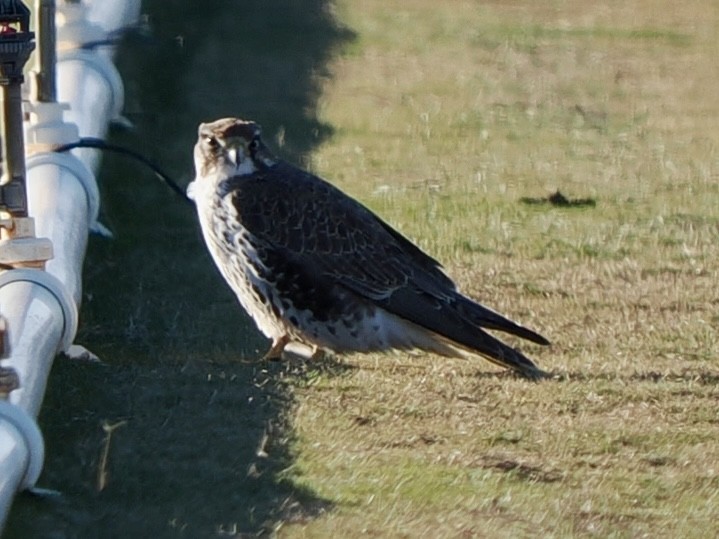 Präriefalke - ML648698425