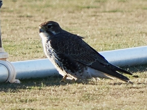 Präriefalke - ML648698426