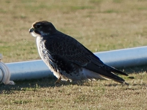 Präriefalke - ML648698427