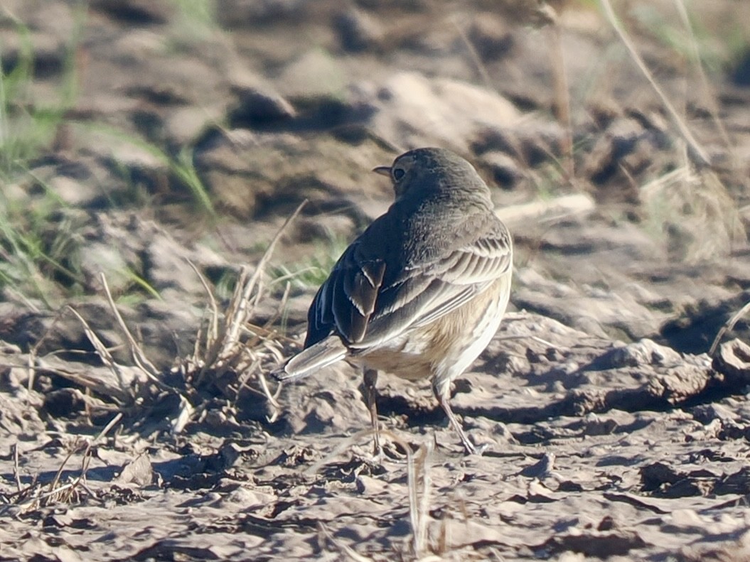 Amerikapieper - ML648698433