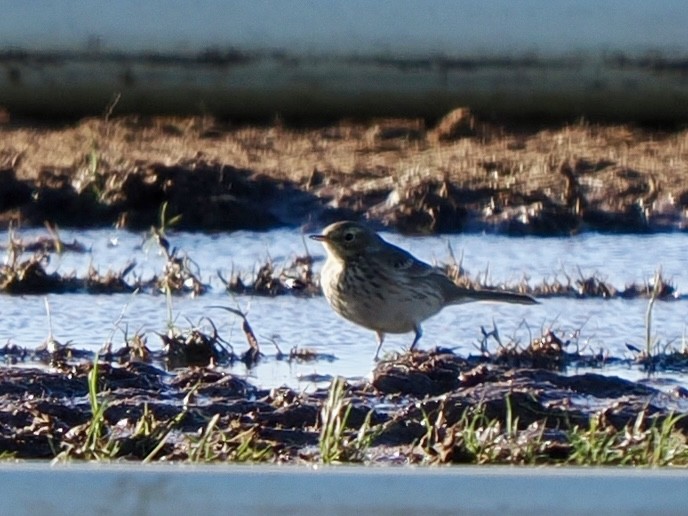 Amerikapieper - ML648698434