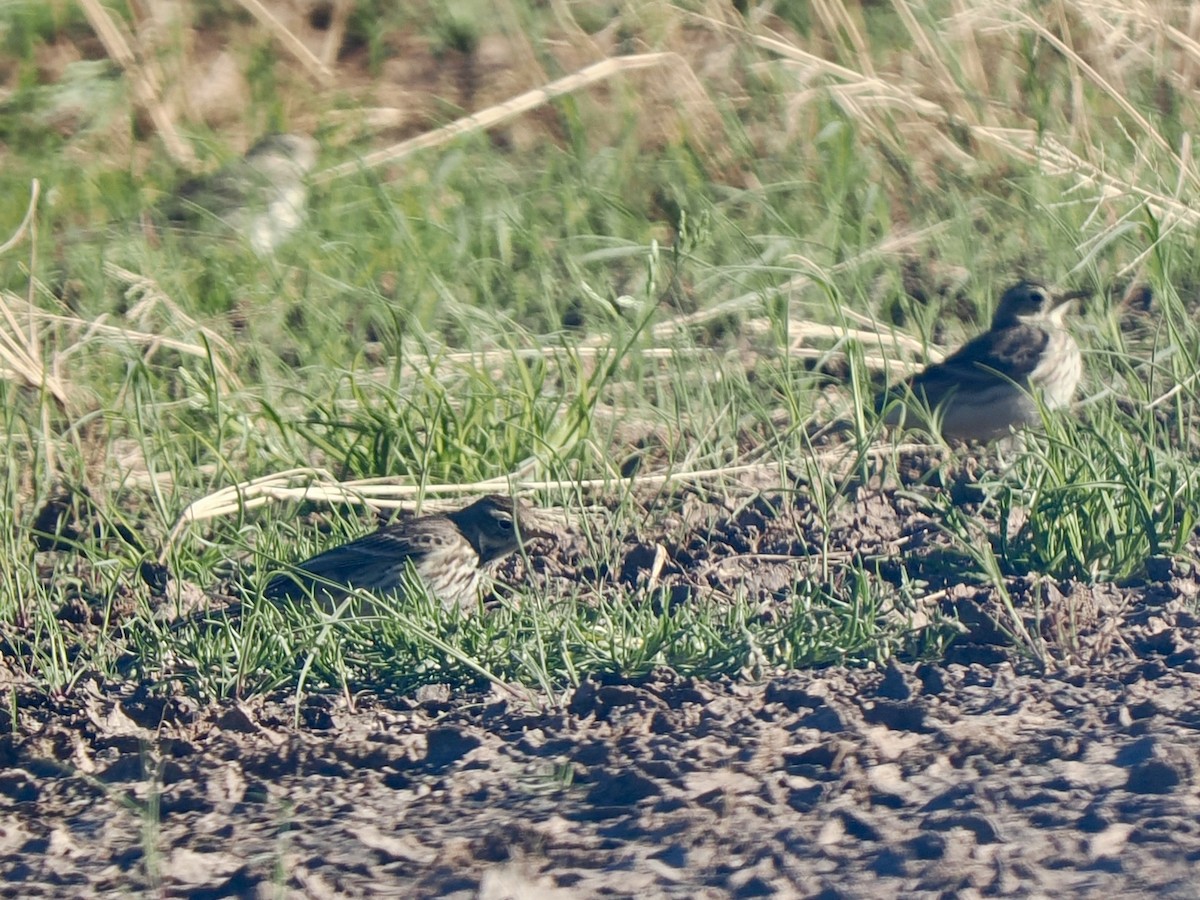 Amerikapieper - ML648698435