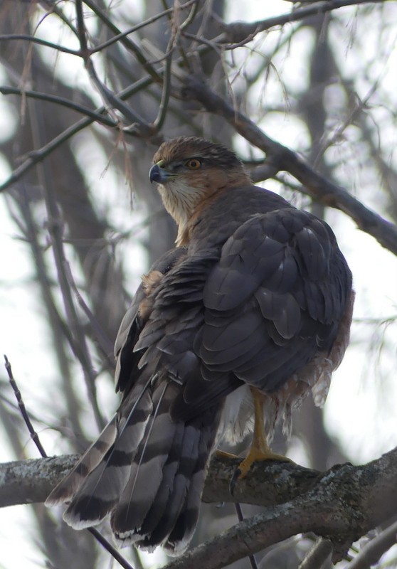 Cooper Atmacası - ML648698442