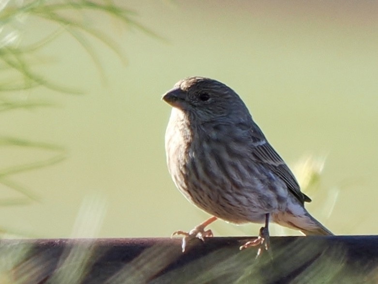 Hausgimpel - ML648698463