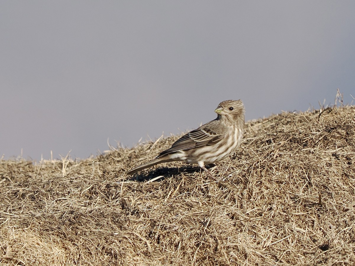 Hausgimpel - ML648698464