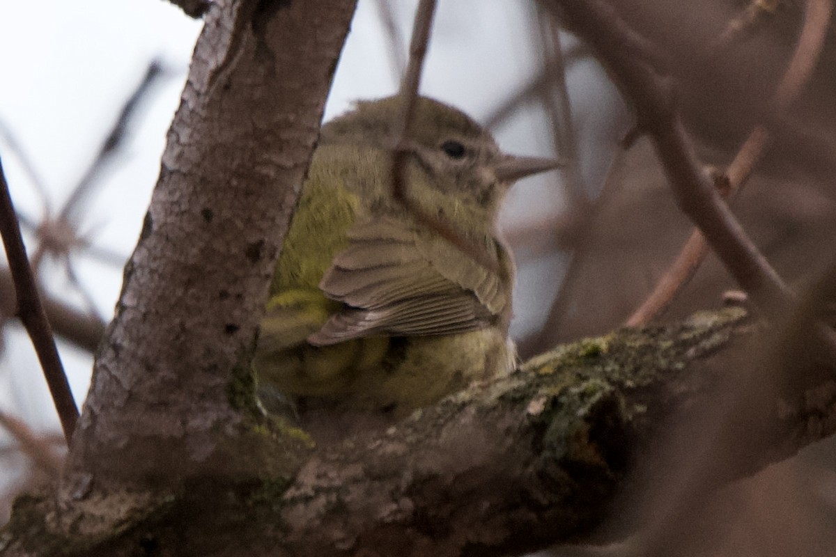 Orange-crowned Warbler - ML648698490