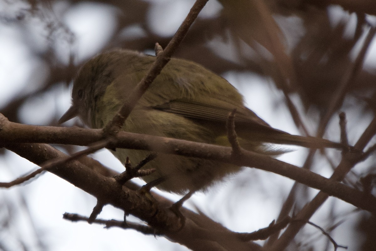 Orange-crowned Warbler - ML648698491