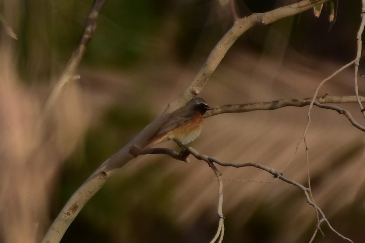 Gartenrotschwanz - ML648698492