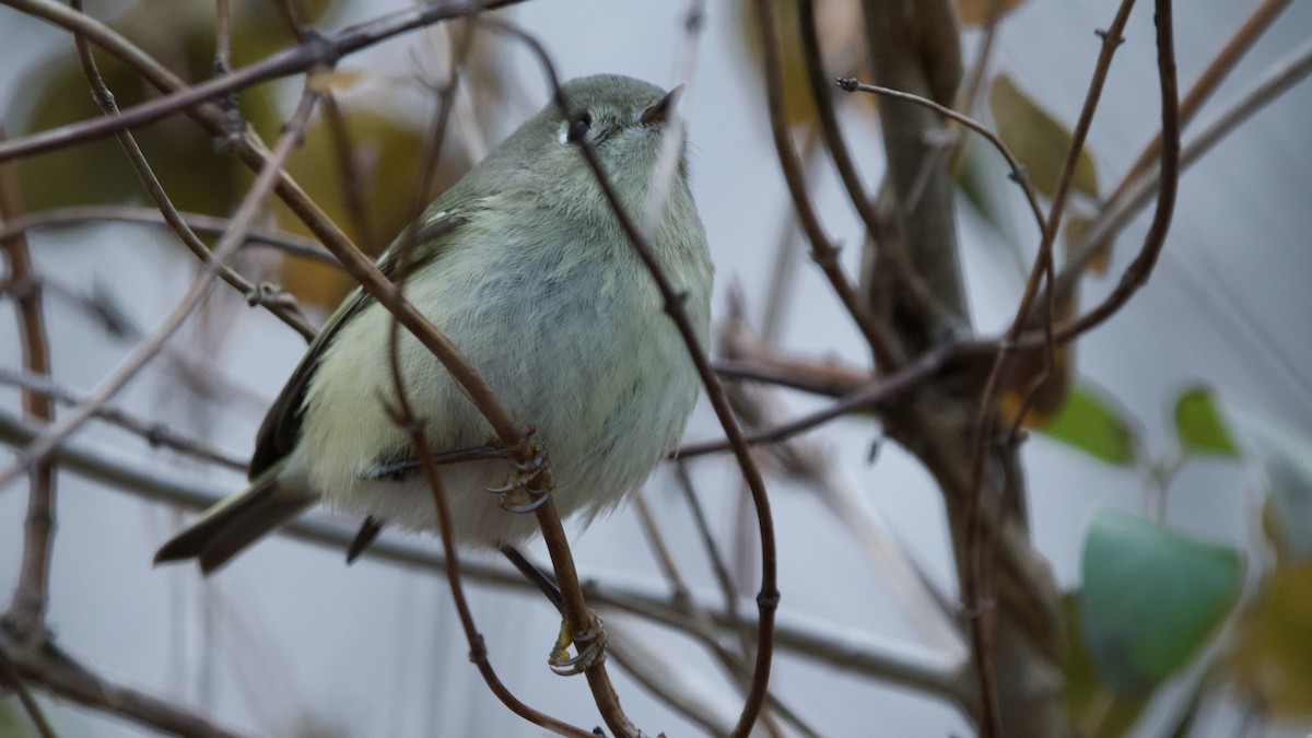 Ruby-crowned Kinglet - ML648698564