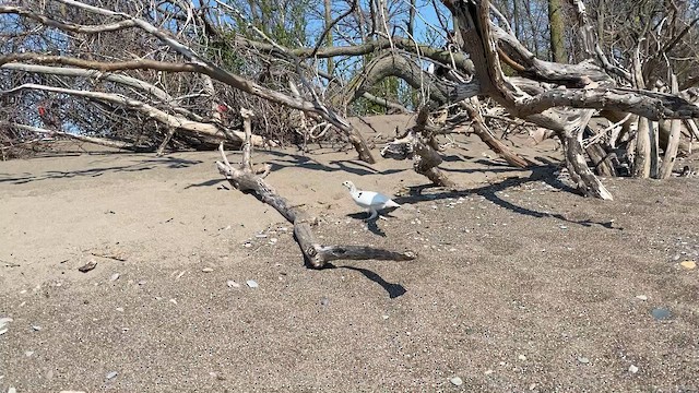 Moorschneehuhn - ML648698735