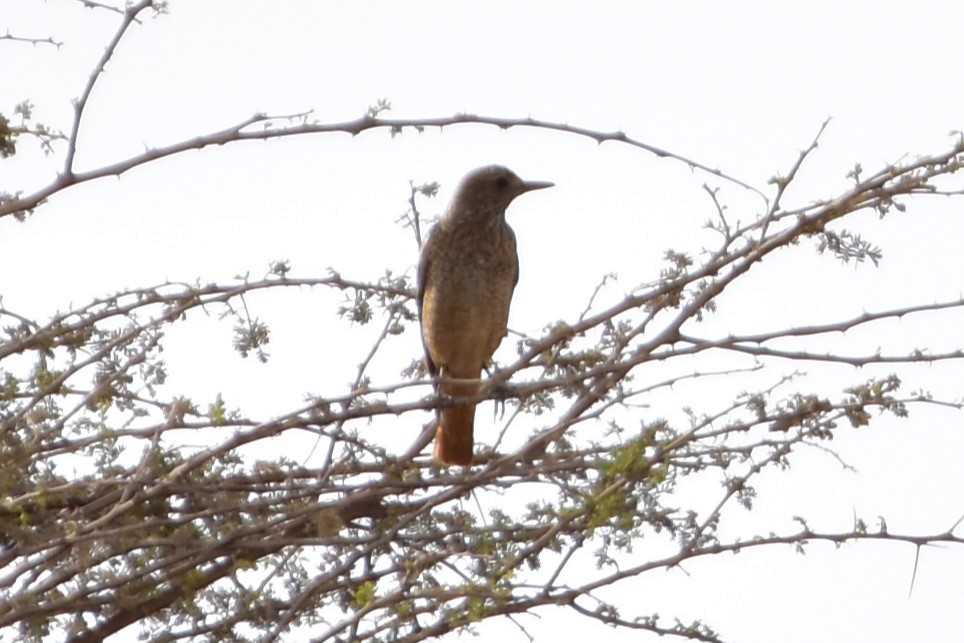 Steinrötel - ML648698801