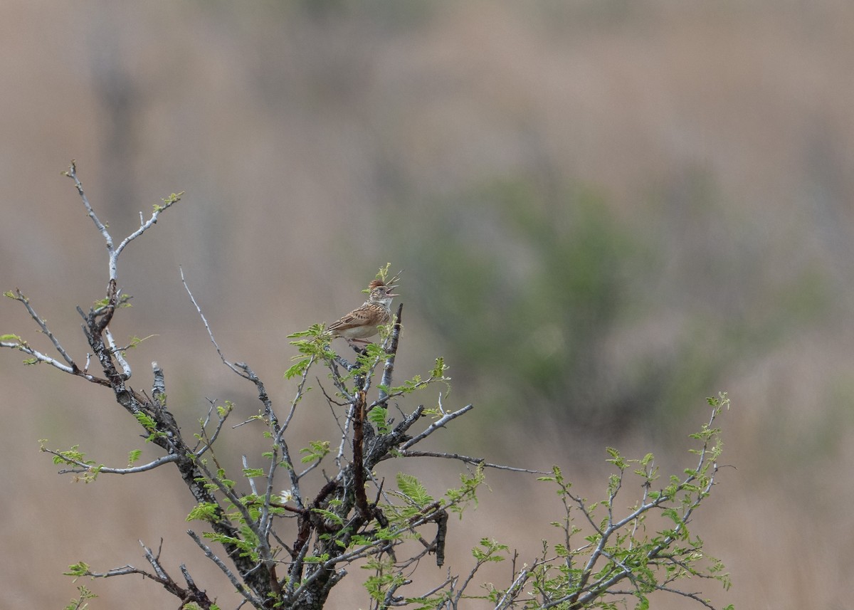 Rufous-naped Lark - ML648698848