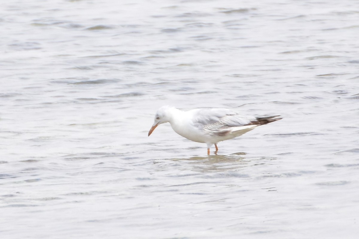 Dünnschnabelmöwe - ML648698853