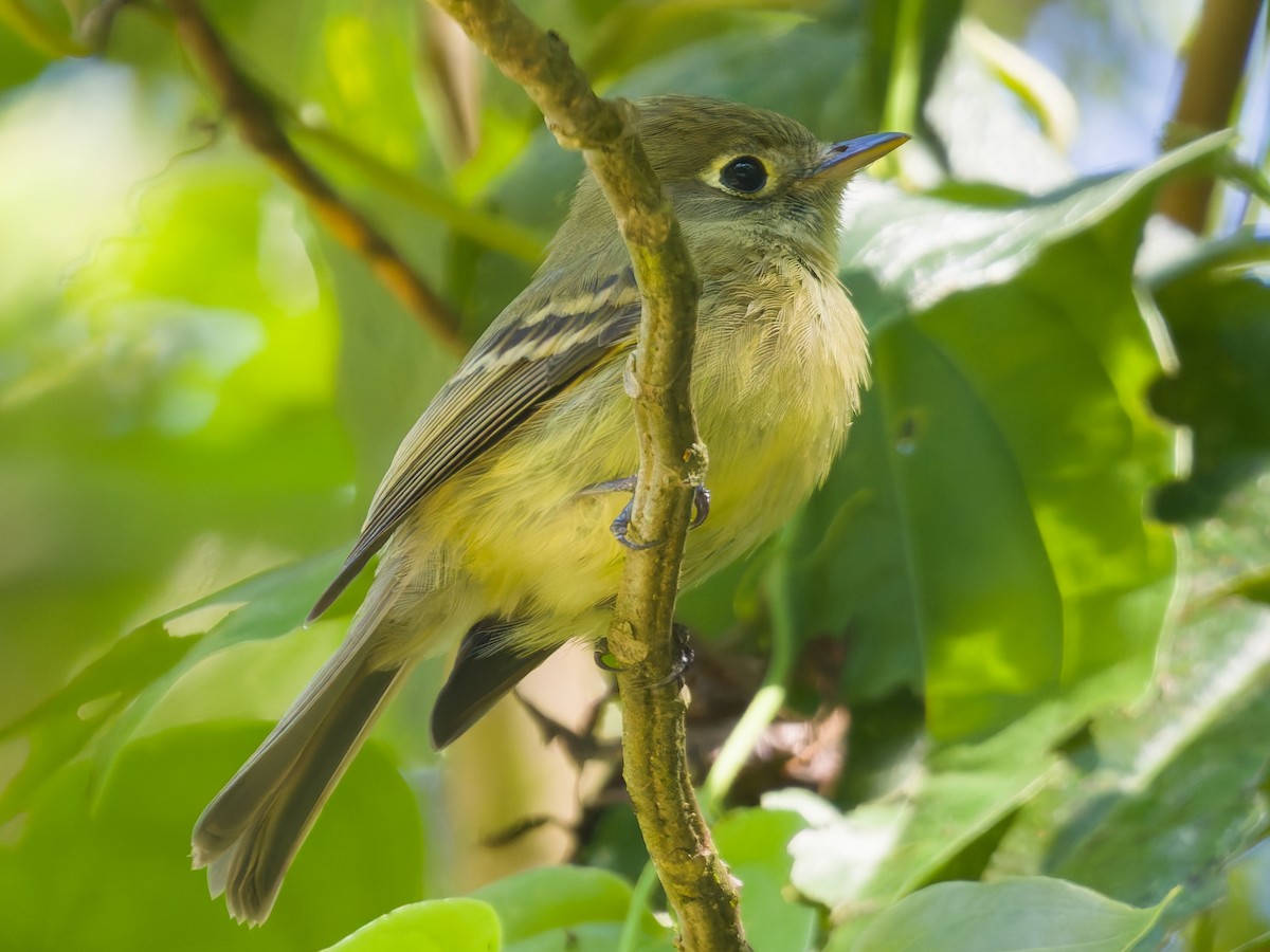 Mosquero Ventriamarillo - ML648698912
