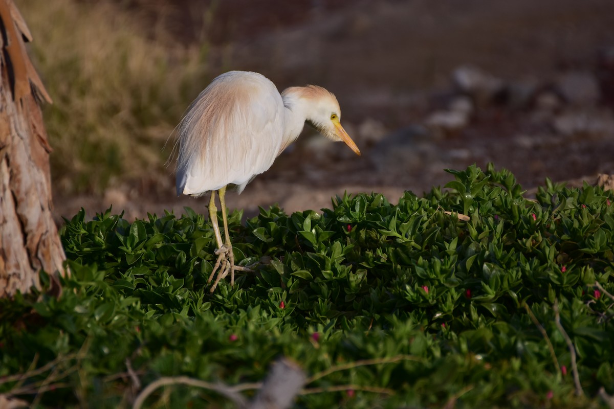 Kuhreiher - ML648699125