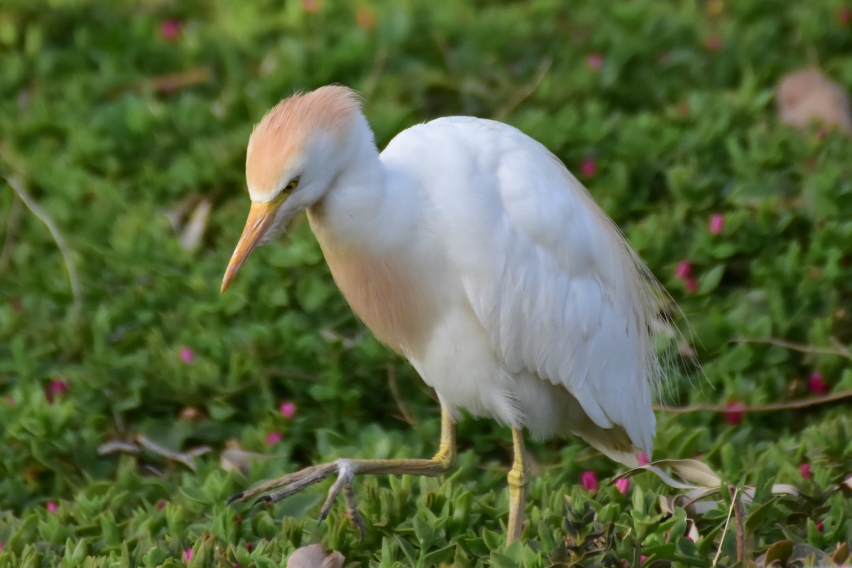 Kuhreiher - ML648699162