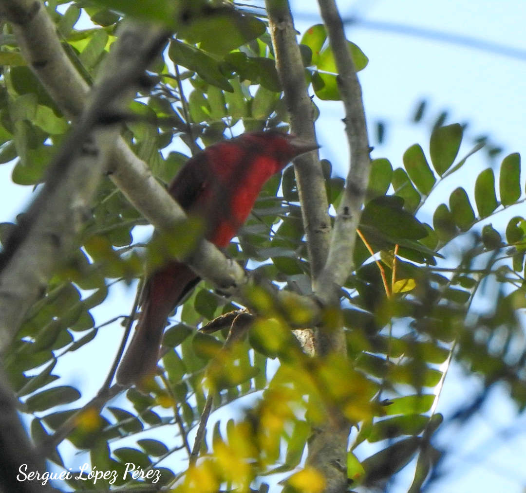 Scarlet Tanager - ML648699241