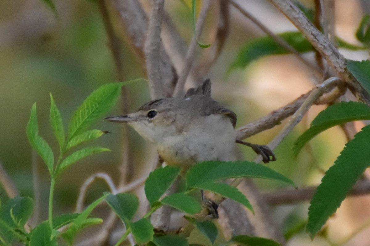 Blassspötter - ML648699285