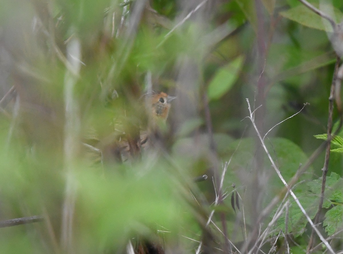 Leconteammer - ML648699501