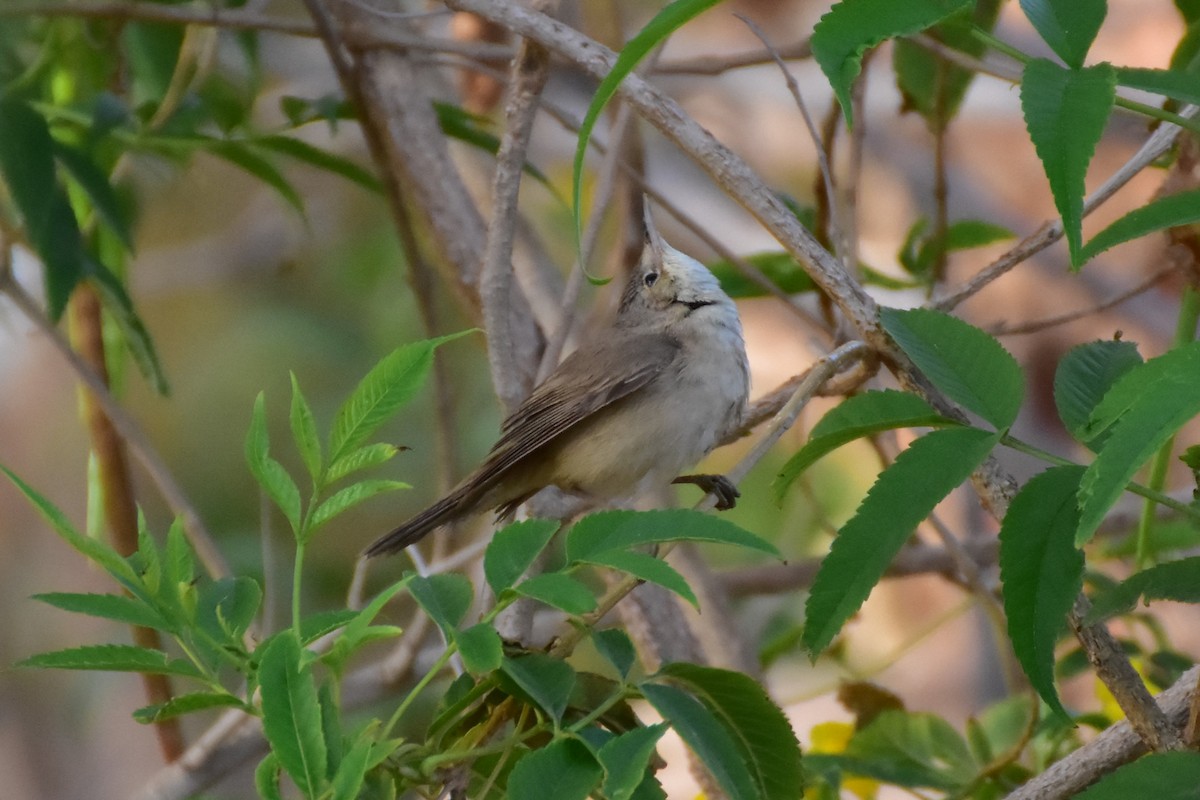 Blassspötter - ML648699681