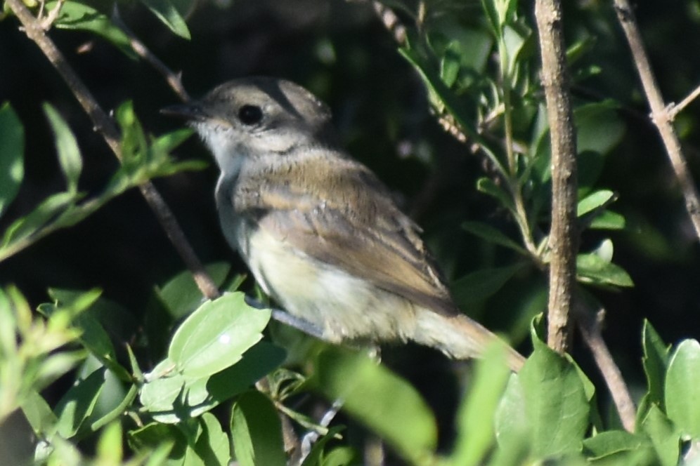 Fulvous-crowned Scrub-Tyrant - ML648699718