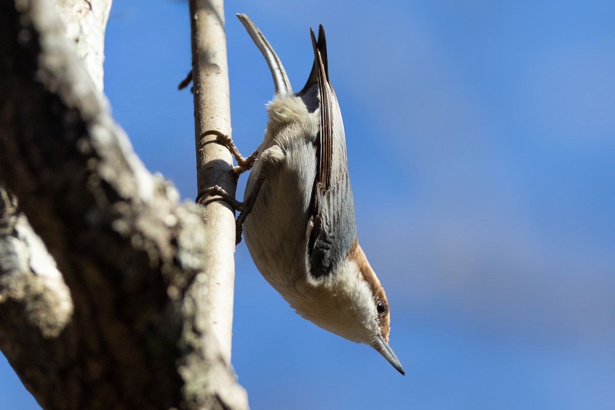 Brown-headed Nuthatch - ML648699785