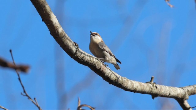 Brown-headed Nuthatch - ML648699838
