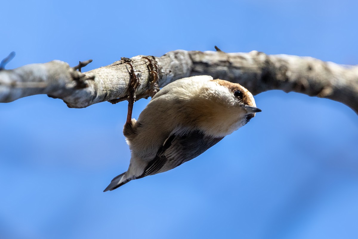 Brown-headed Nuthatch - ML648700097