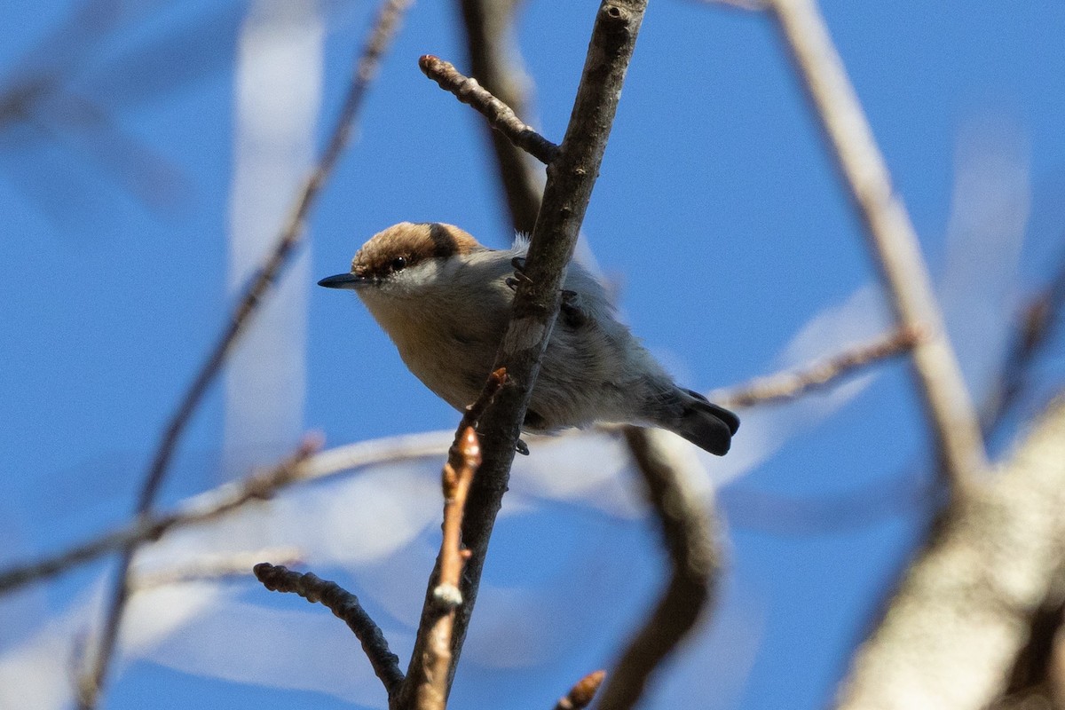 Brown-headed Nuthatch - ML648700107