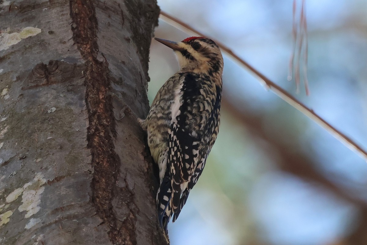 Yellow-bellied Sapsucker - ML648700133