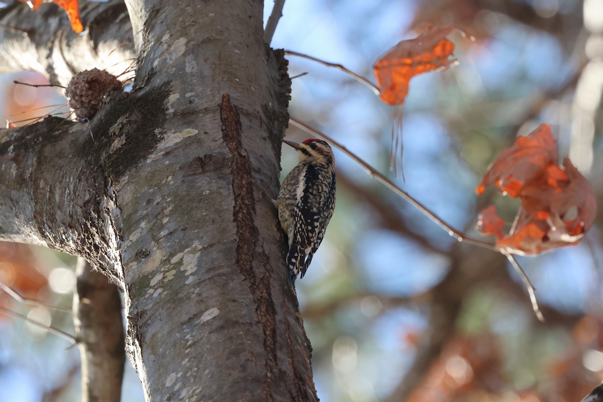 Yellow-bellied Sapsucker - ML648700148