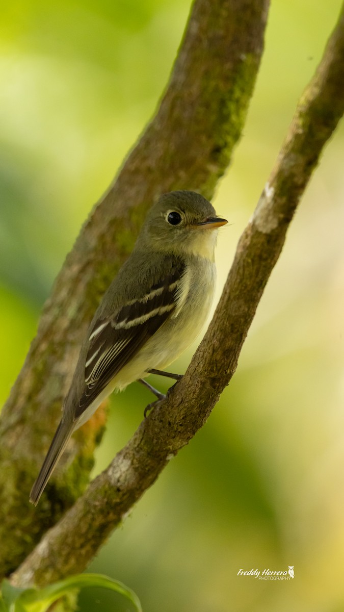 Mosquero Ventriamarillo - ML648700240