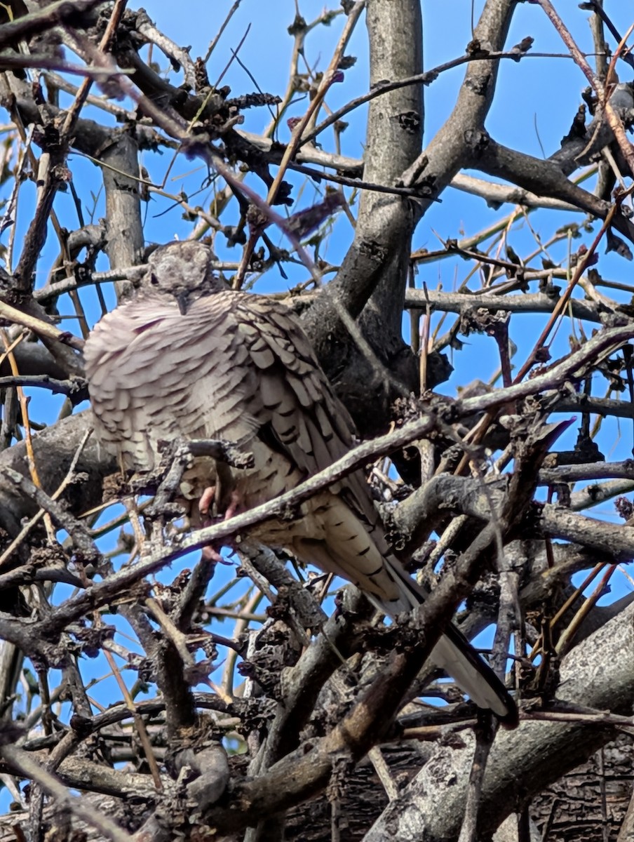 Inca Dove - ML648700277