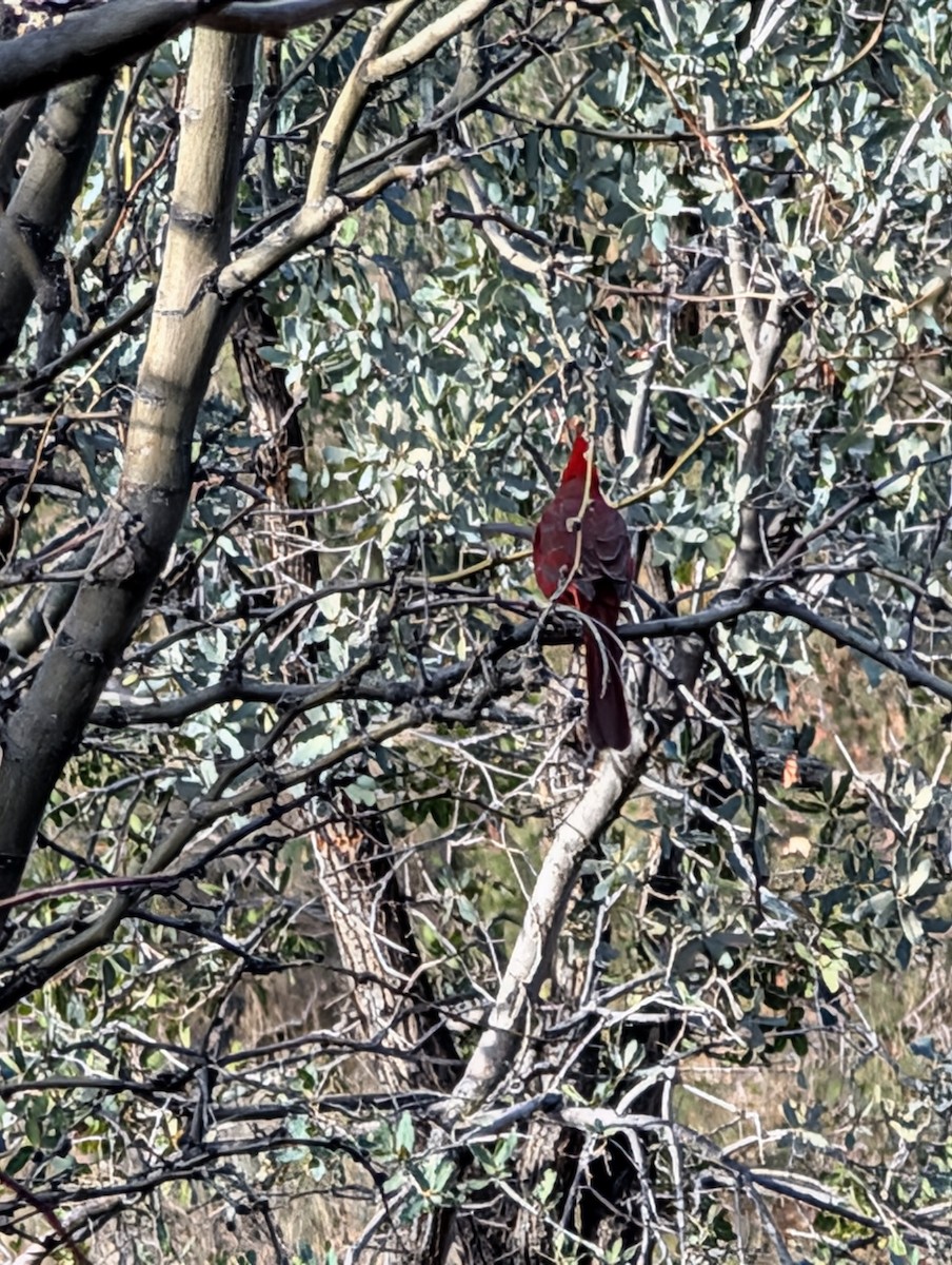 Northern Cardinal - ML648700311