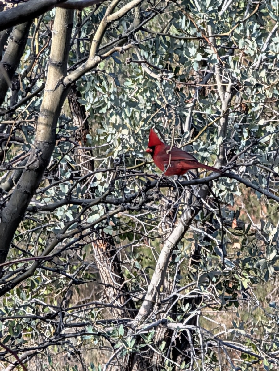 Northern Cardinal - ML648700312