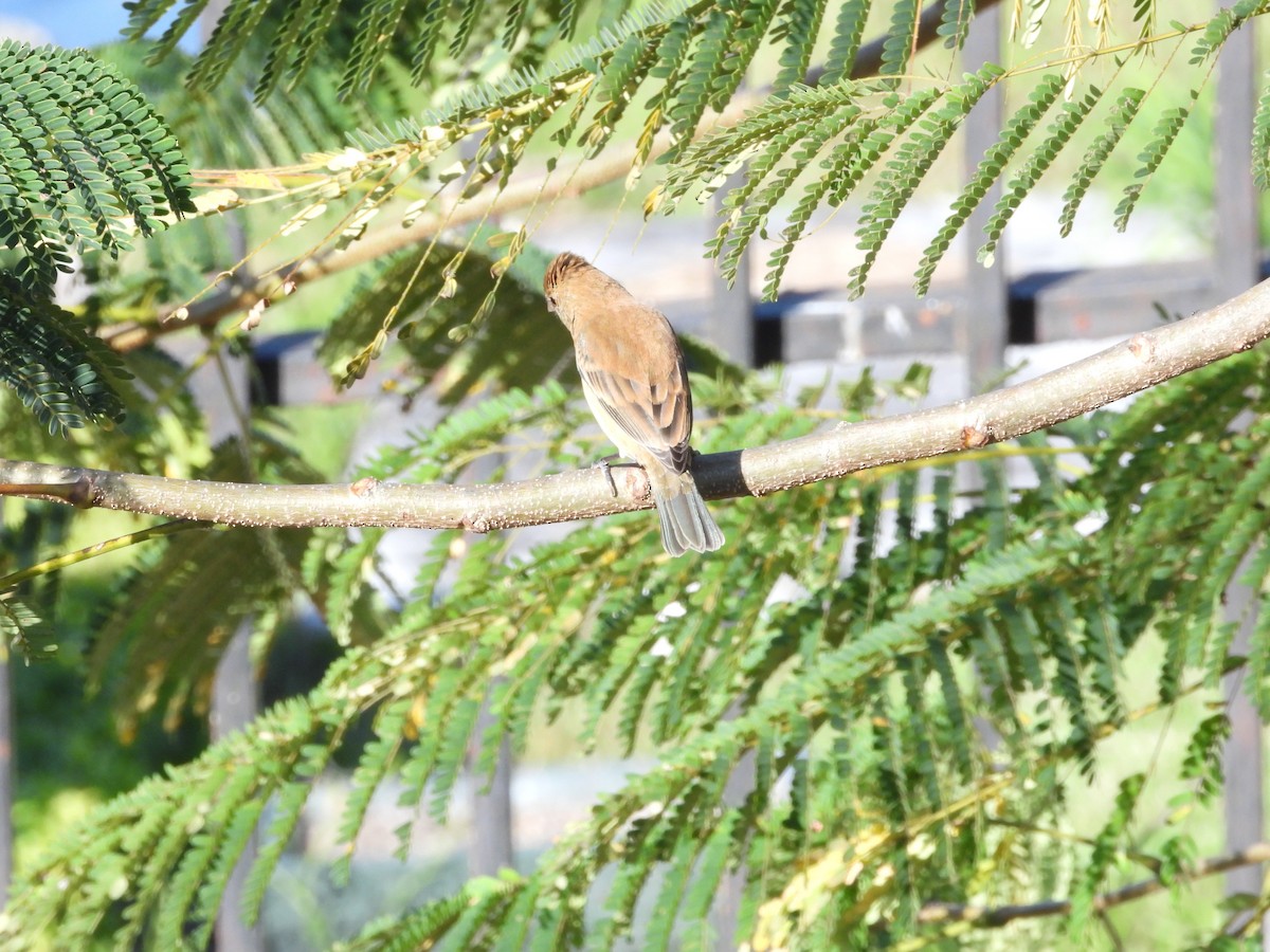 Индиговый колорин - ML648700315