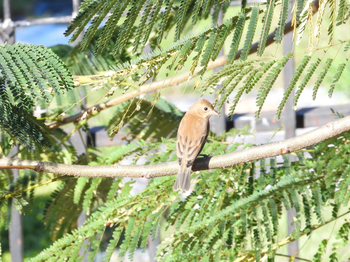 Индиговый колорин - ML648700316