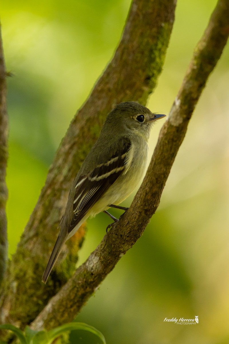 Mosquero Ventriamarillo - ML648700358