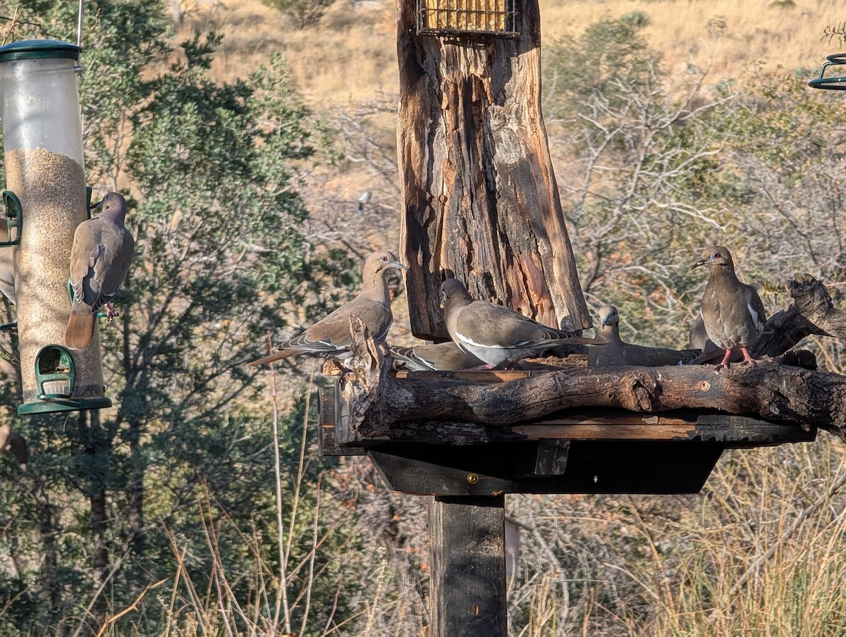 White-winged Dove - ML648700397