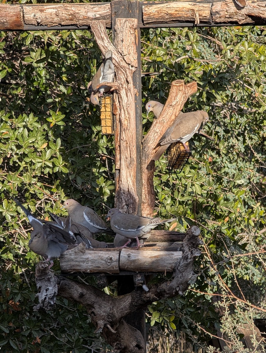 White-winged Dove - ML648700398